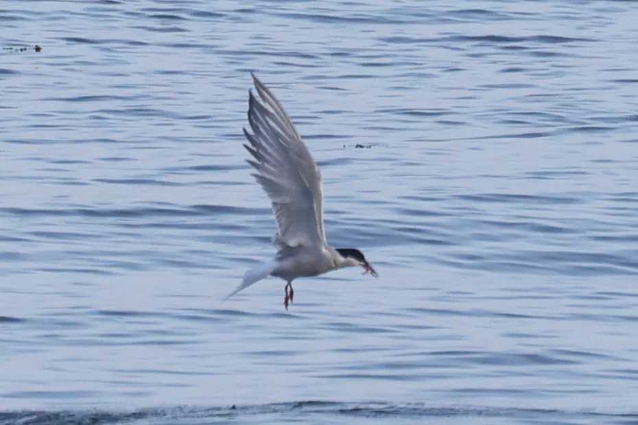 Common Tern - ML620321583