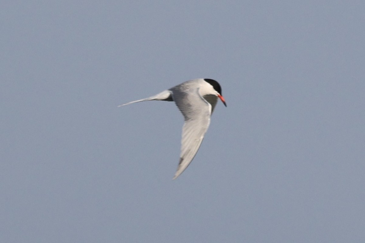Common Tern - Kathy Richardson