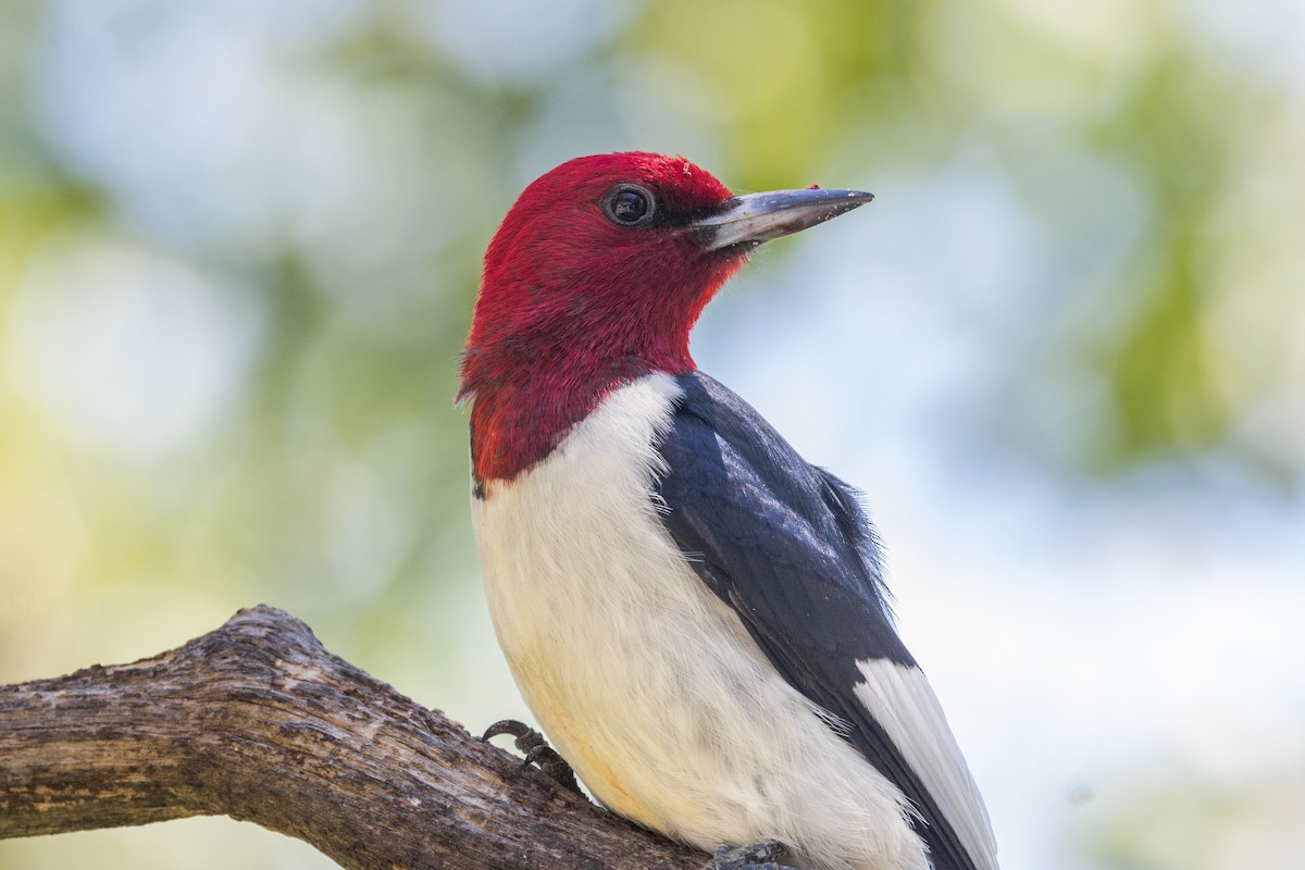 Red-headed Woodpecker - ML620321593