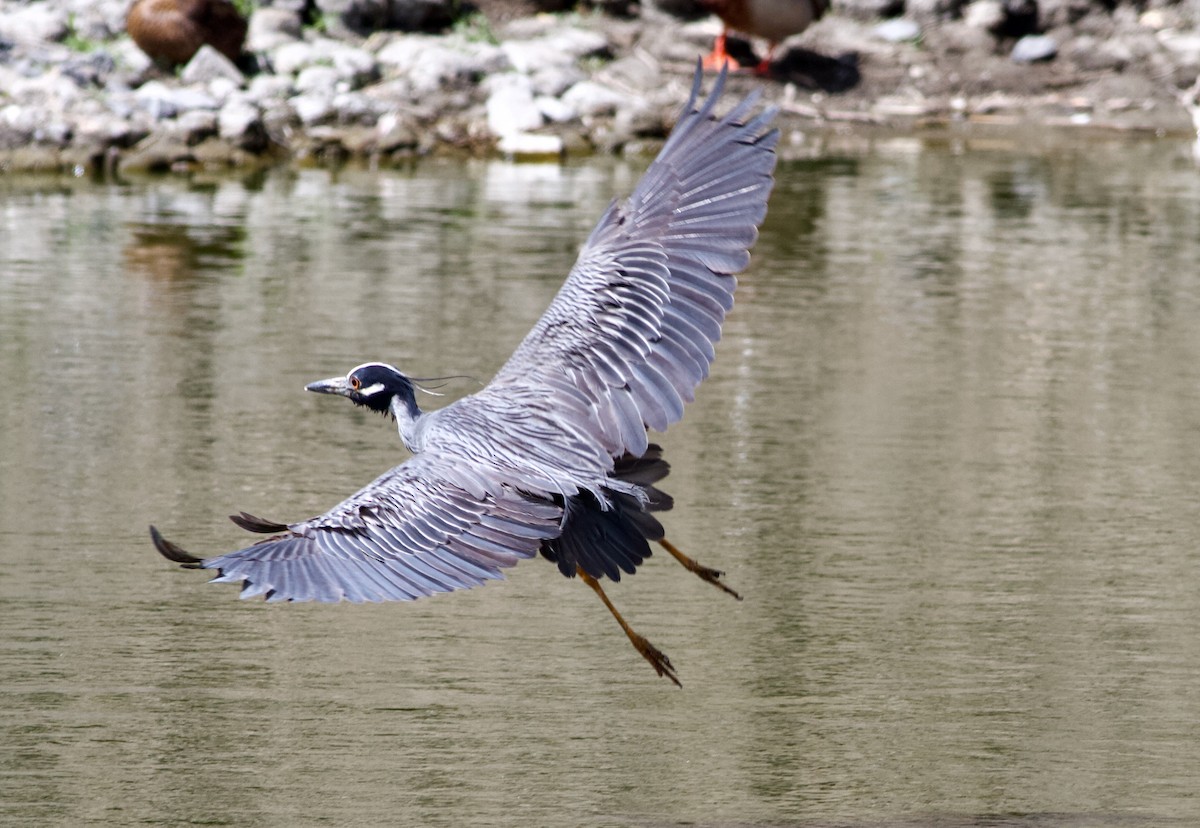 Yellow-crowned Night Heron - ML620321599