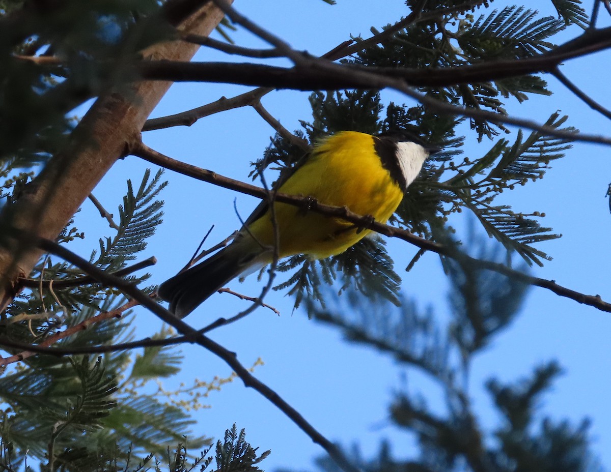 Golden Whistler - ML620321612