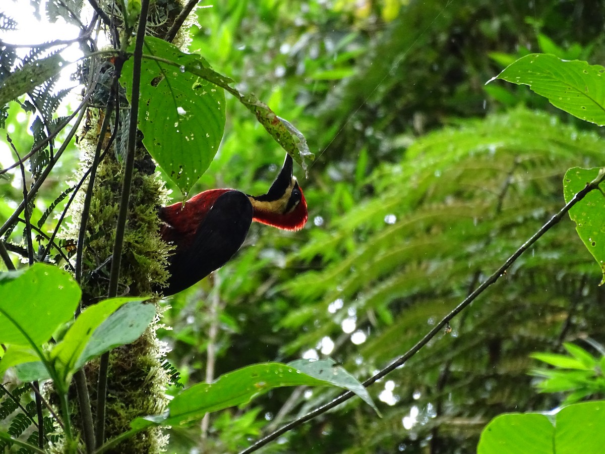 Crimson-bellied Woodpecker - ML620321618