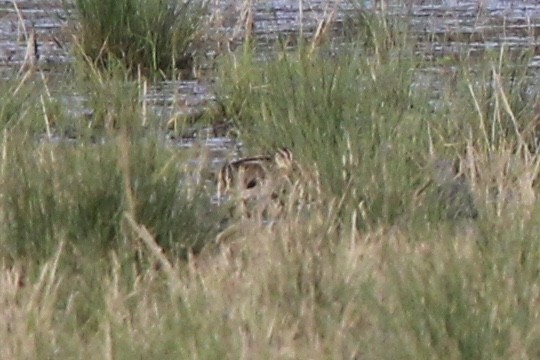 Wilson's Snipe - ML620321639