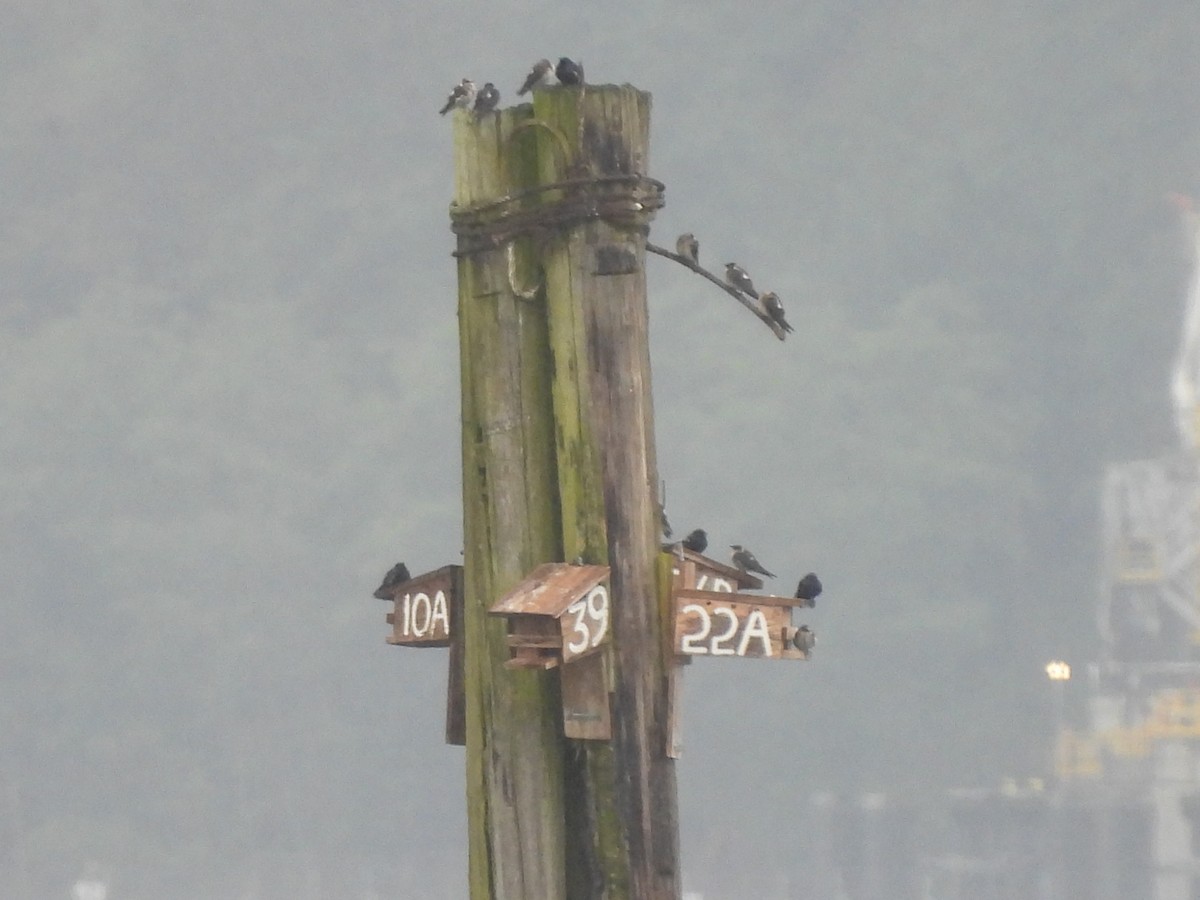 Purple Martin - ML620321640