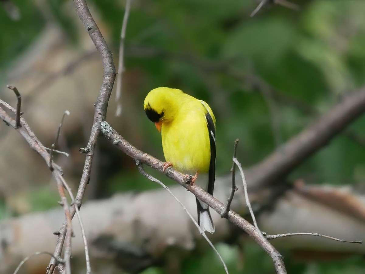 American Goldfinch - ML620321643