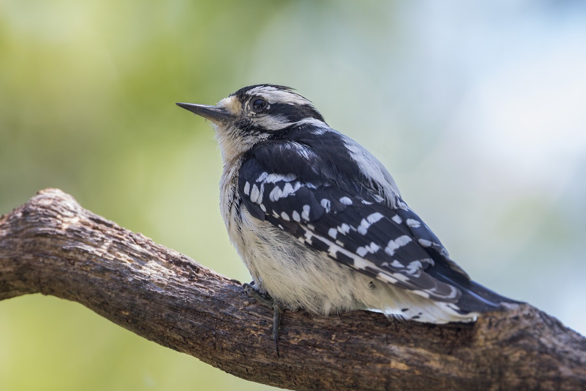 Downy Woodpecker - ML620321646