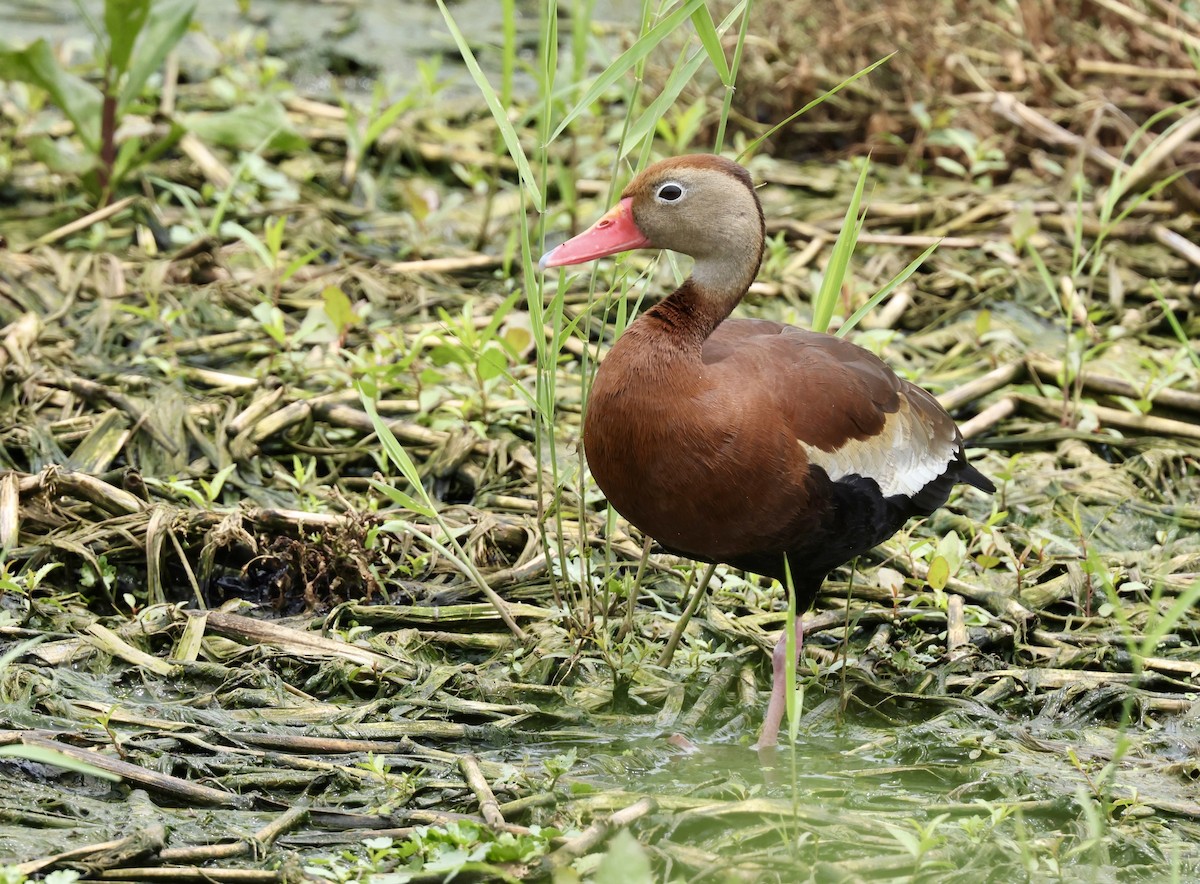 Black-bellied Whistling-Duck - ML620321650