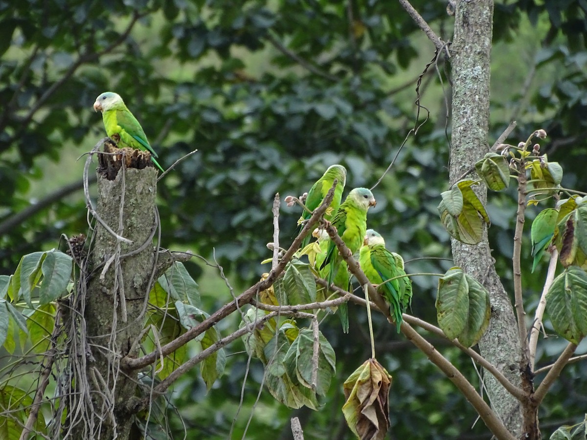 Cobalt-winged Parakeet - ML620321653