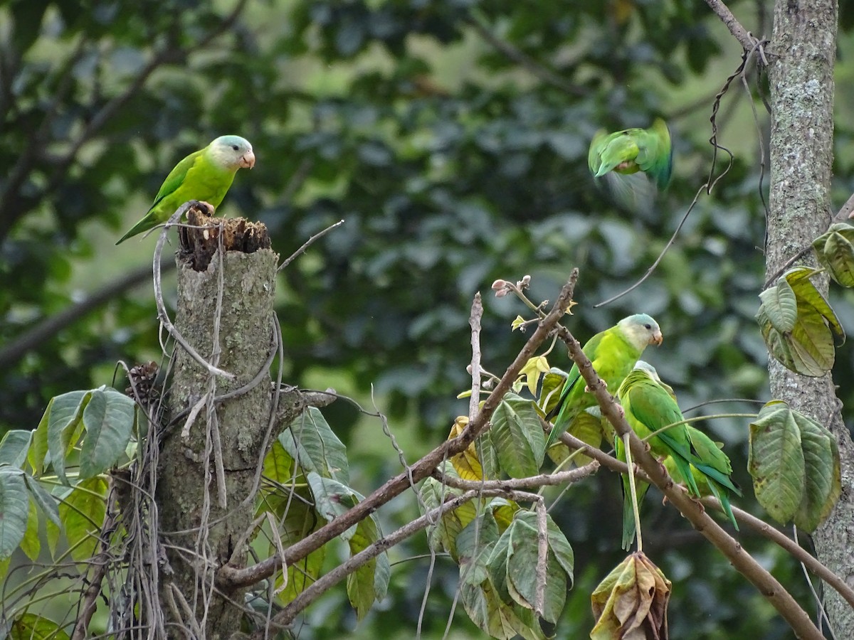 Cobalt-winged Parakeet - ML620321659