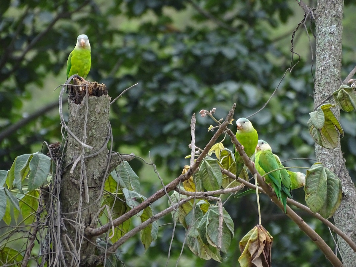 Cobalt-winged Parakeet - ML620321661