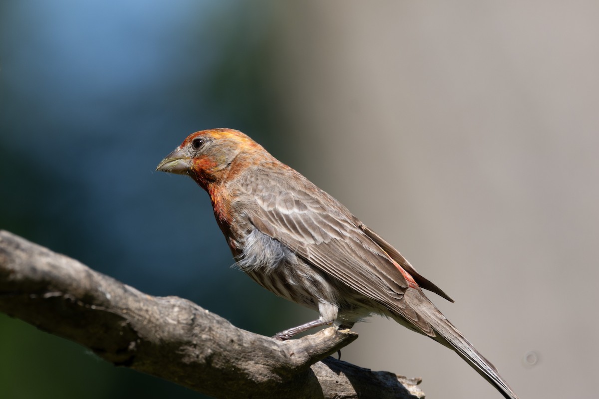 House Finch - ML620321665