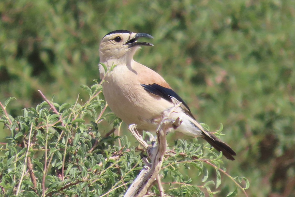 Mongolian Ground-Jay - ML620321677