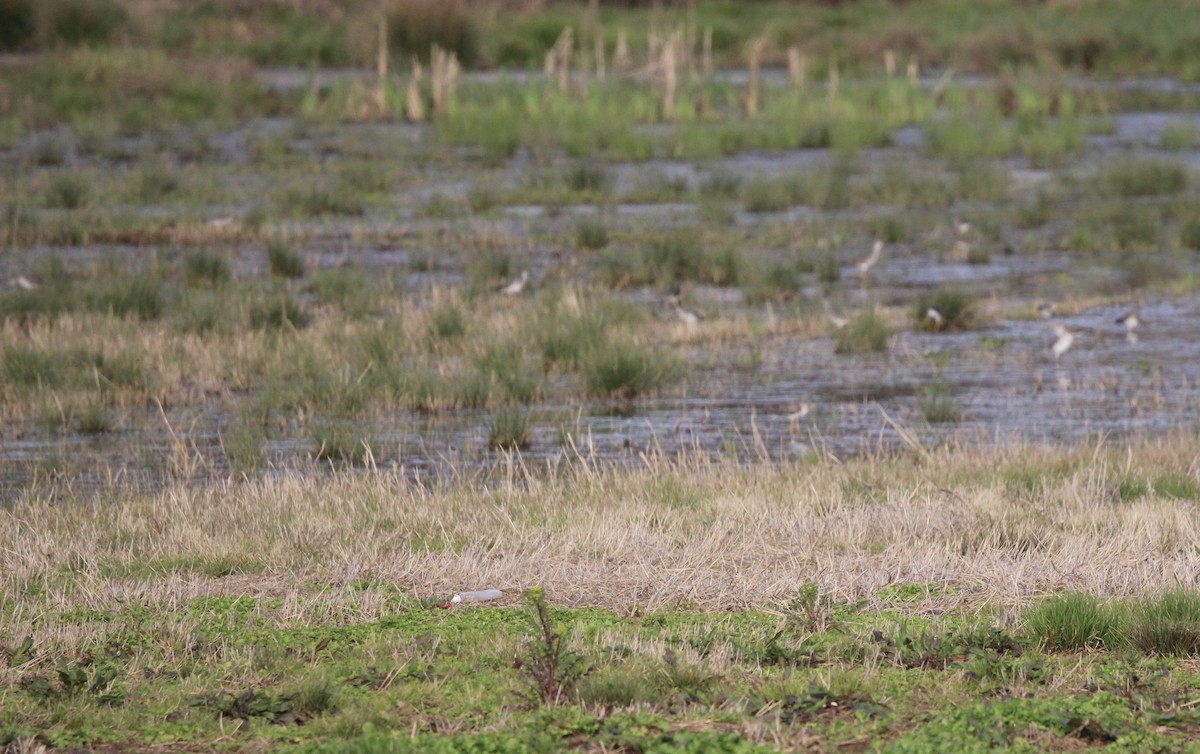 Lesser/Greater Yellowlegs - Susan Wood