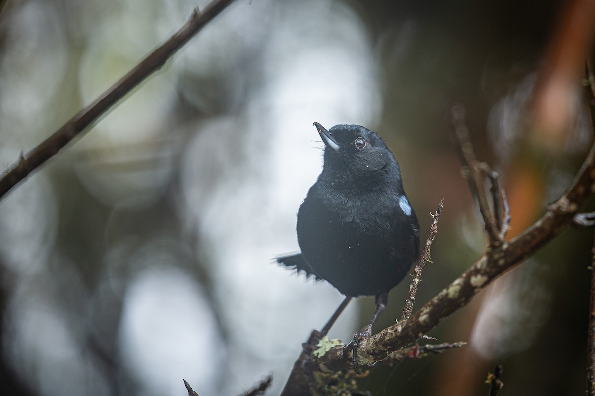 Glossy Flowerpiercer - Francisco Russo