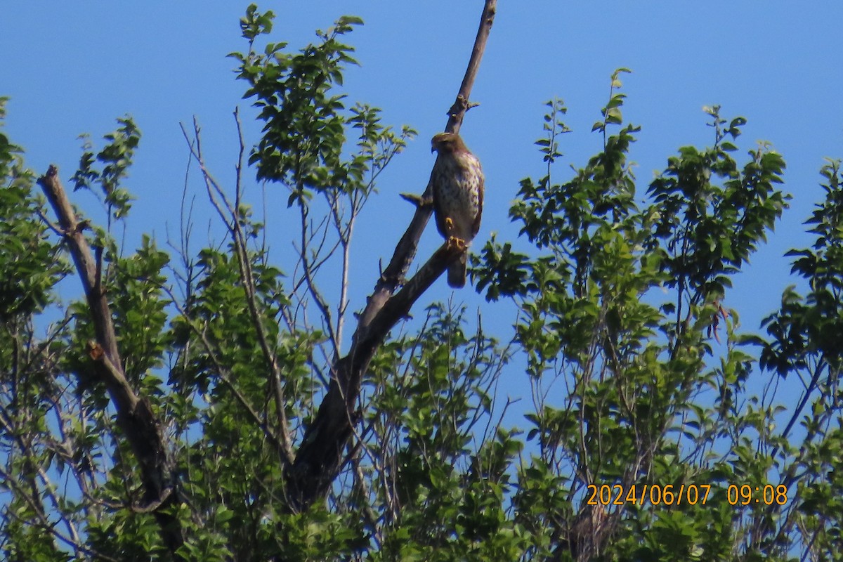 Red-tailed Hawk - ML620321703