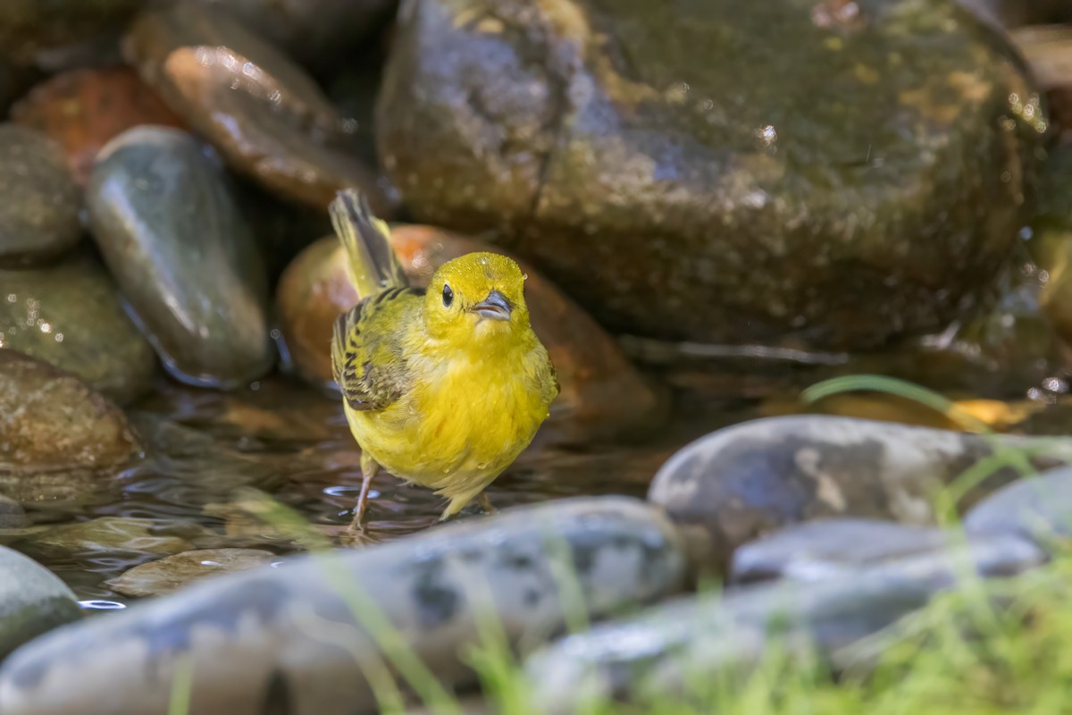 Paruline jaune - ML620321704