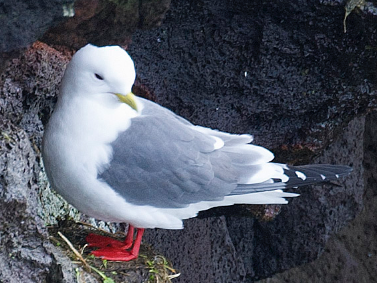 Red-legged Kittiwake - ML620321719