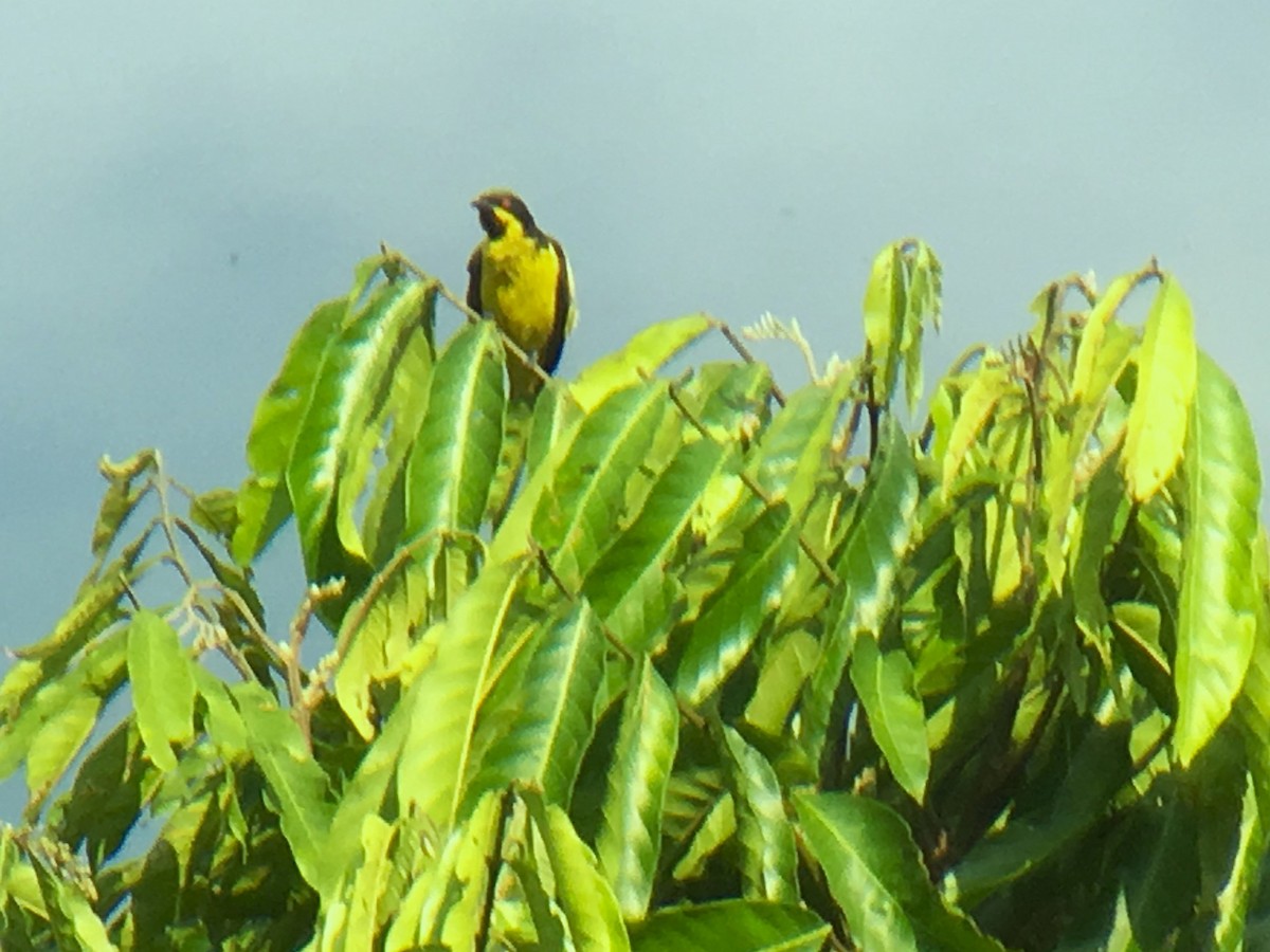 Yellow-bellied Dacnis - ML620321720