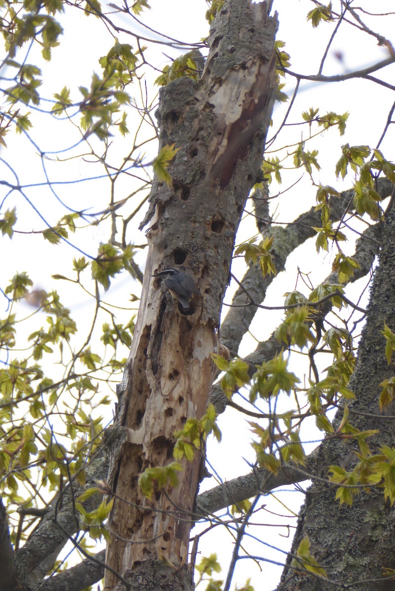 Red-breasted Nuthatch - ML620321723