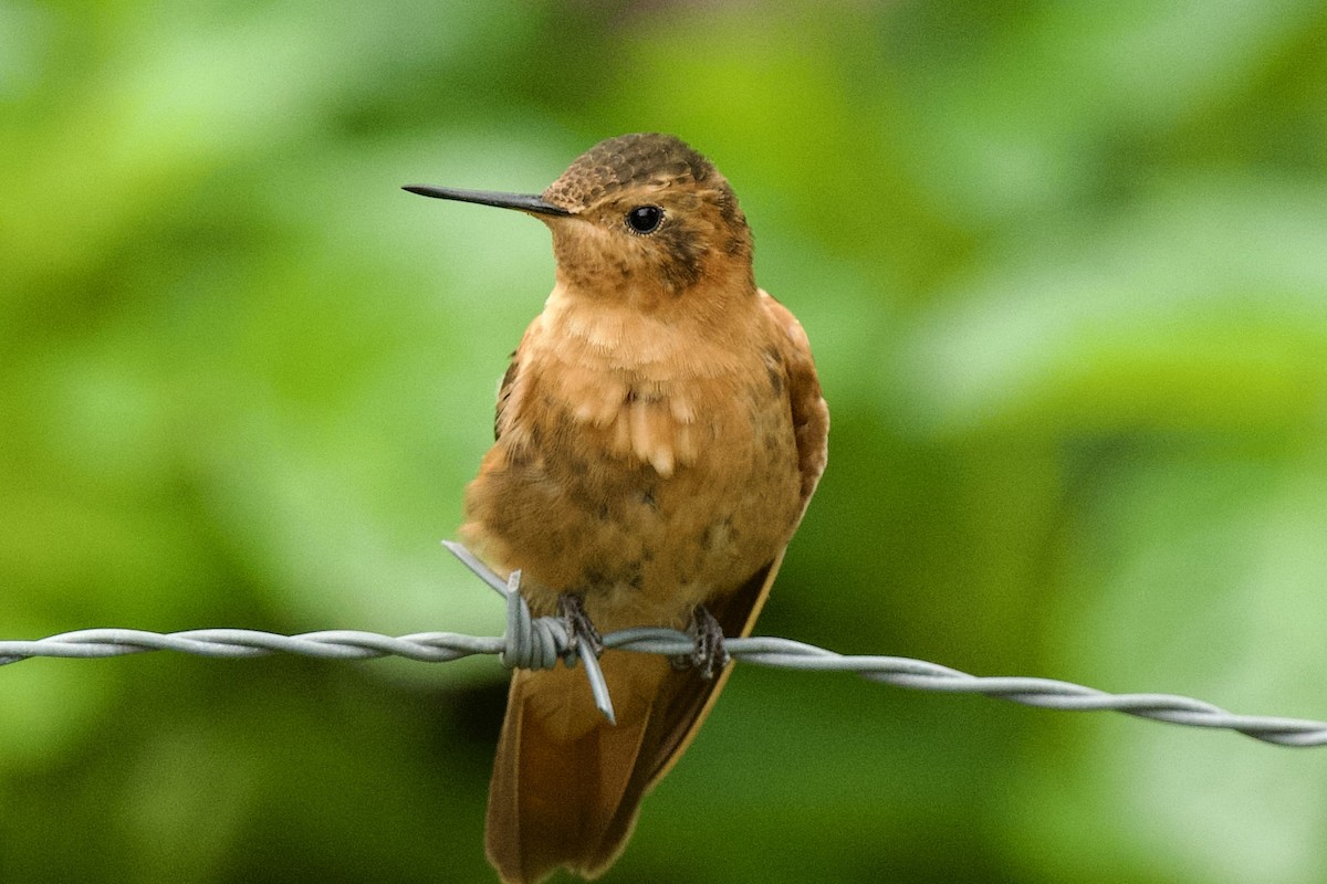 kolibřík duhovohřbetý - ML620321725