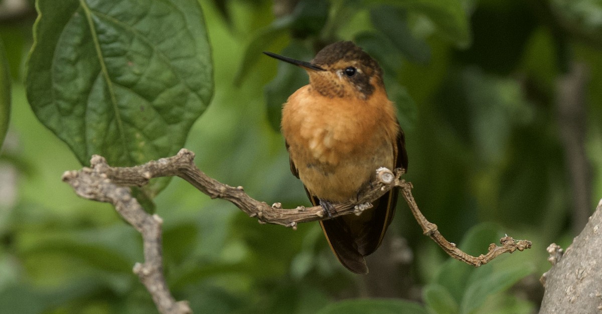 kolibřík duhovohřbetý - ML620321729