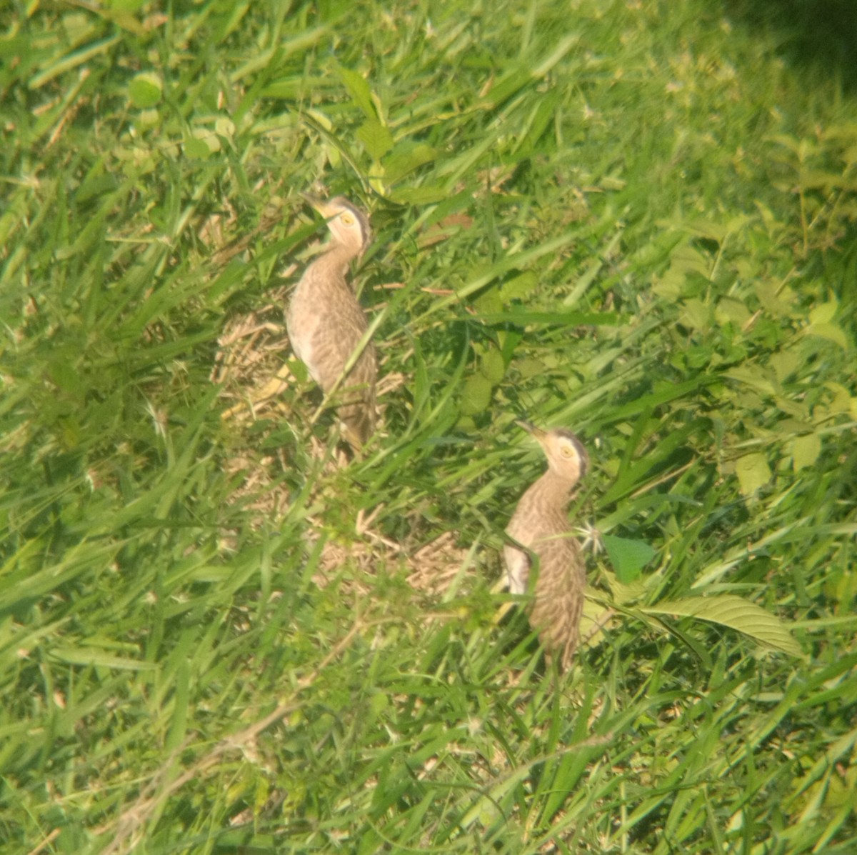 Double-striped Thick-knee - ML620321733