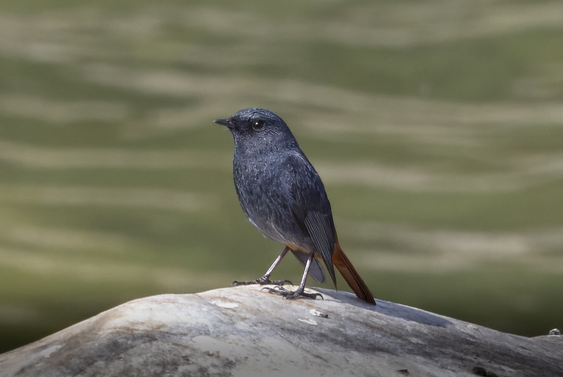 Plumbeous Redstart - ML620321734