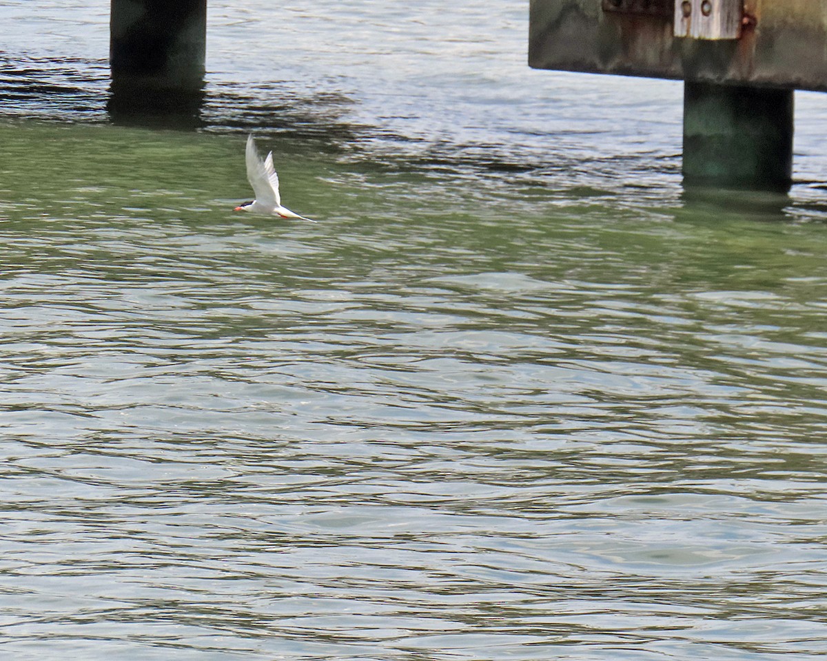 Common Tern - ML620321737