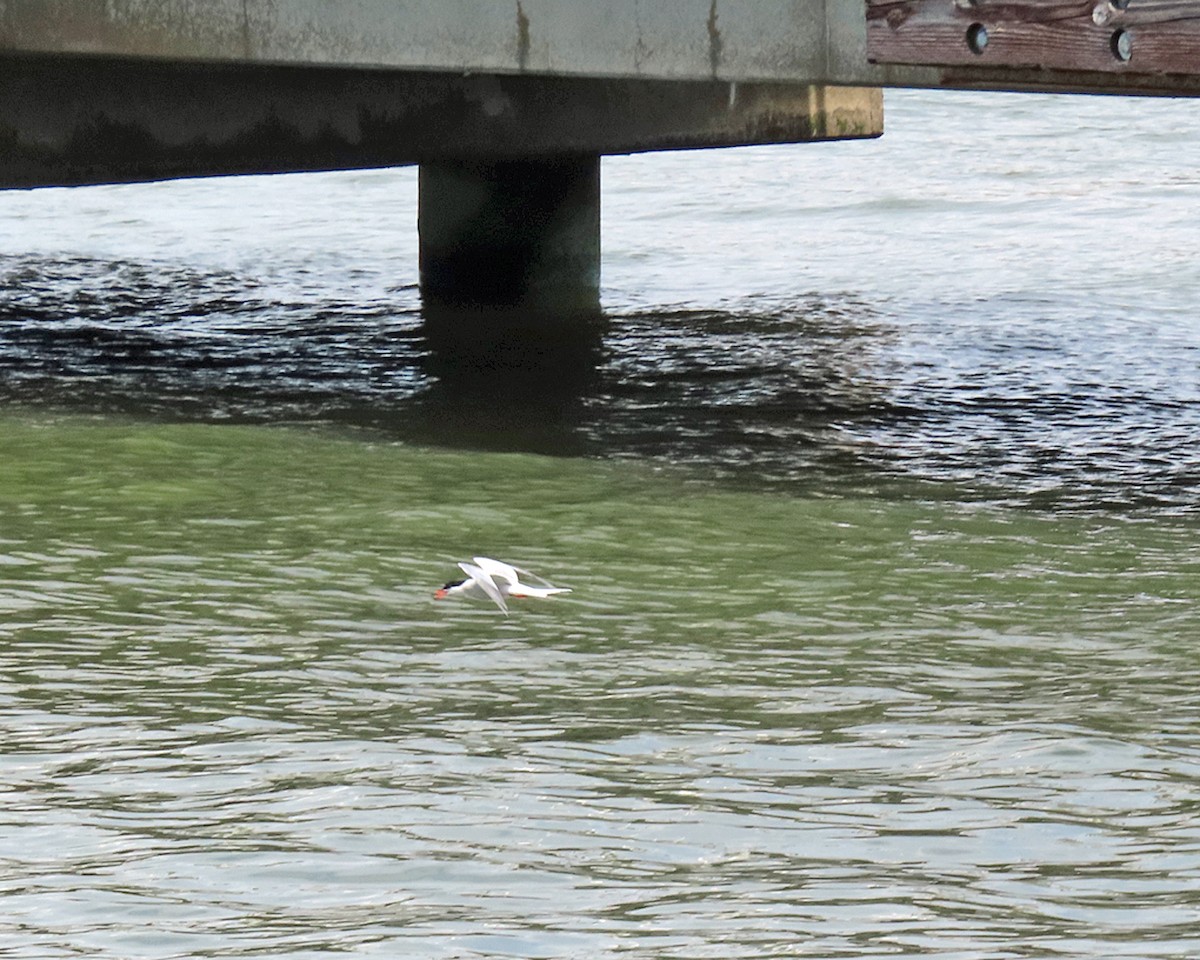 Common Tern - ML620321738