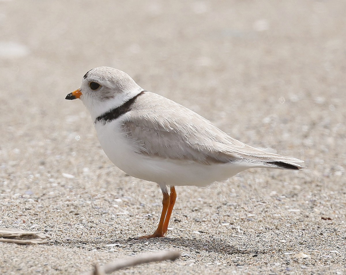 Piping Plover - ML620321744