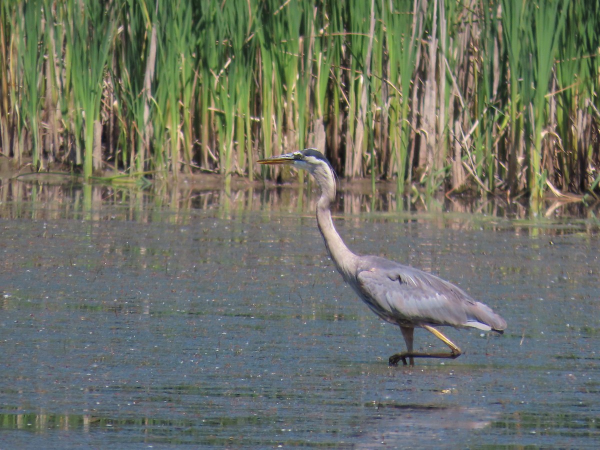 Great Blue Heron - ML620321747