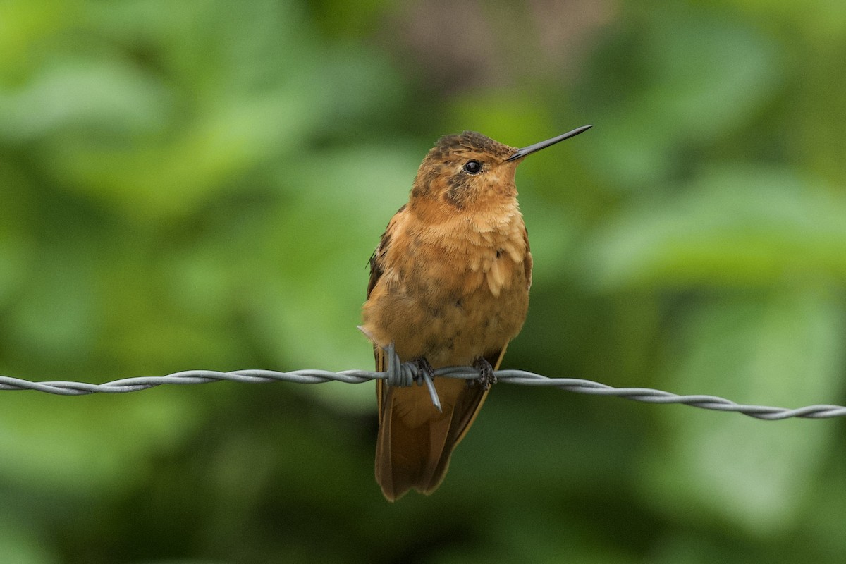 kolibřík duhovohřbetý - ML620321751