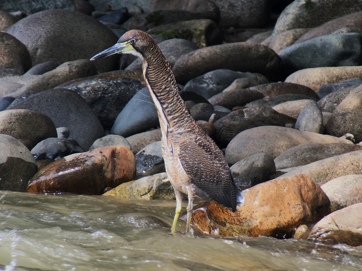 Fasciated Tiger-Heron - ML620321766