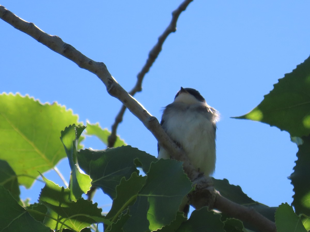 Tree Swallow - ML620321773