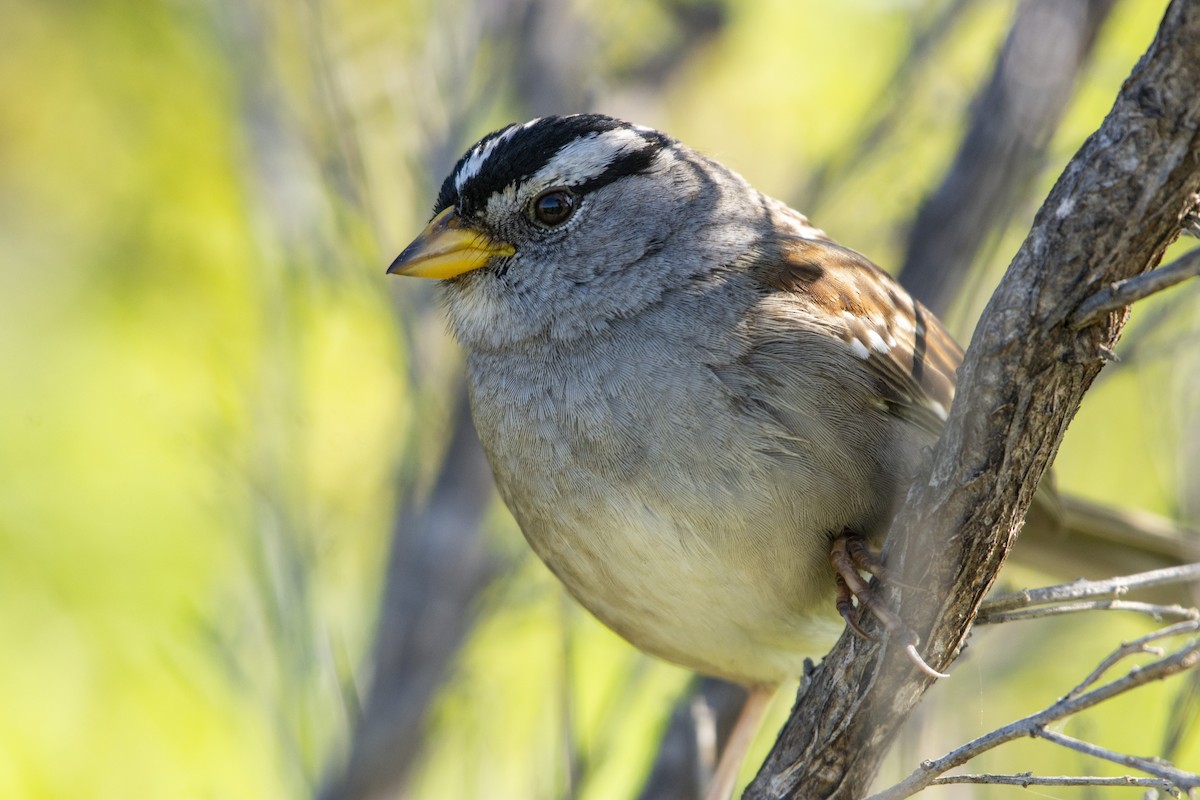 White-crowned Sparrow (Yellow-billed) - ML620321775