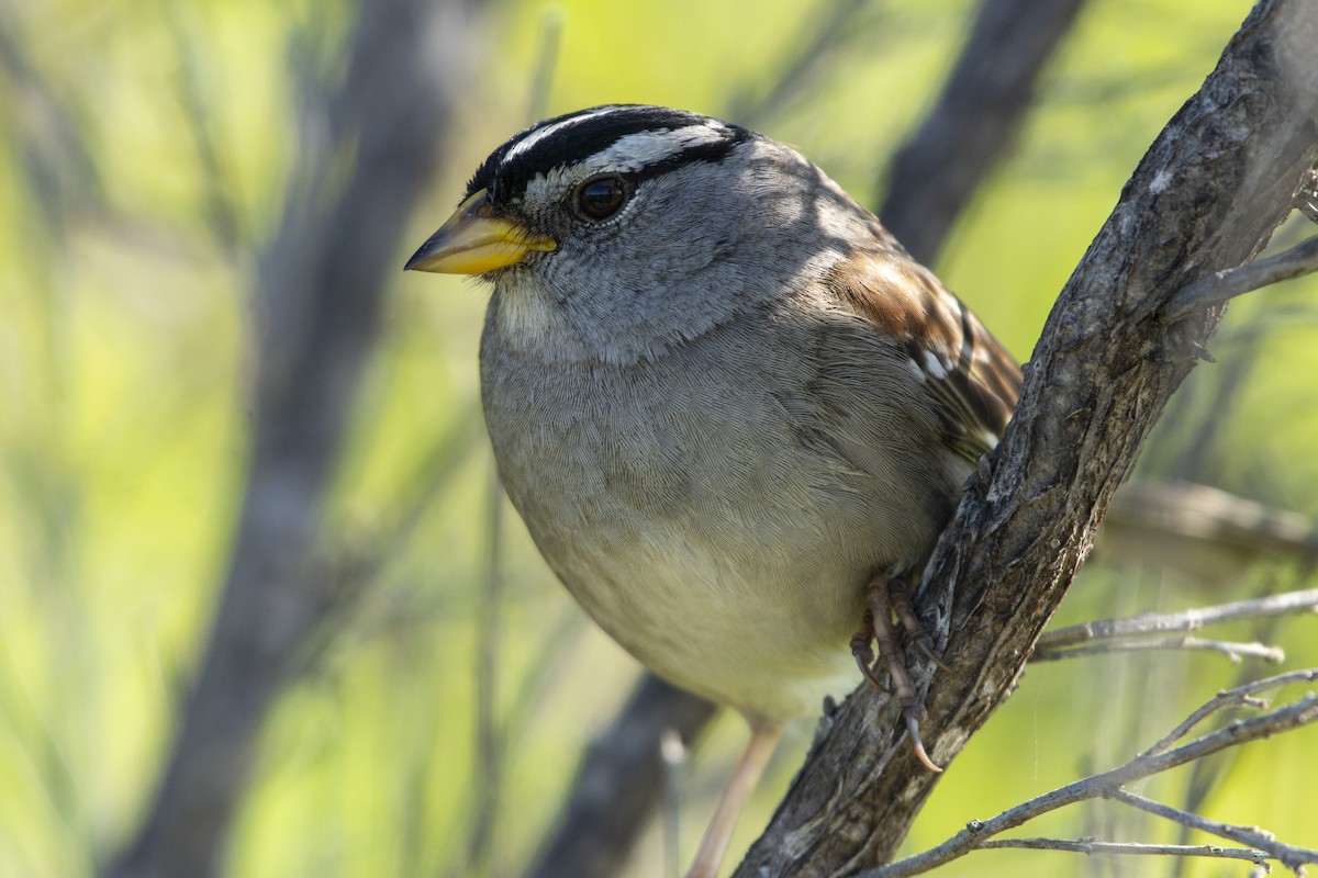 White-crowned Sparrow (Yellow-billed) - ML620321776