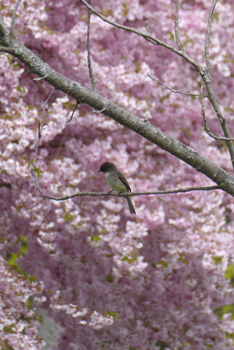 Eastern Phoebe - ML620321782