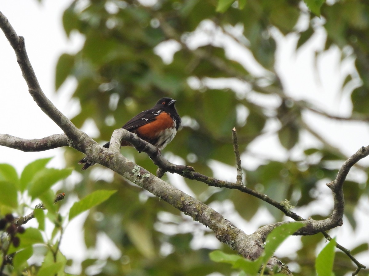 Spotted Towhee - ML620321784