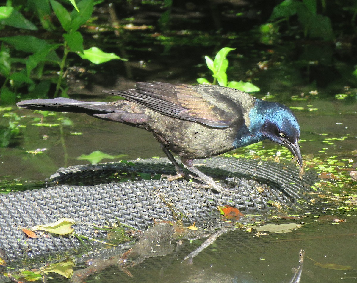 Common Grackle - ML620321789