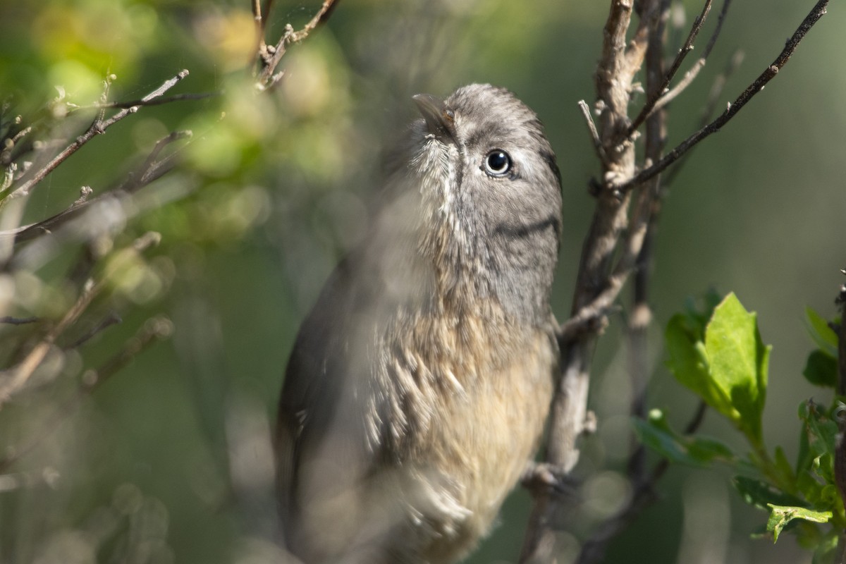 Wrentit - ML620321792