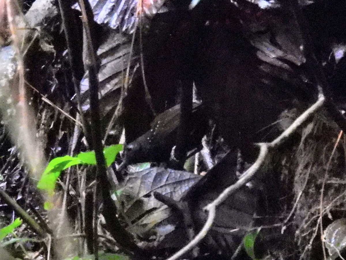 Dull-mantled Antbird - ML620321798