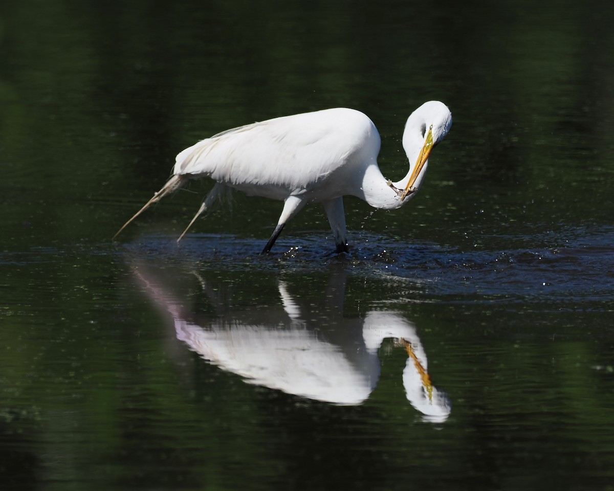 Great Egret - ML620321800