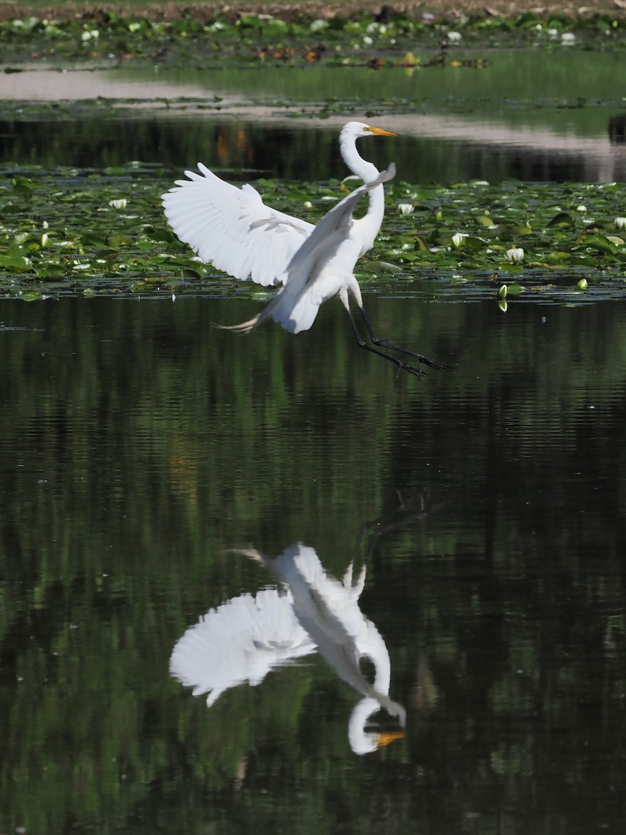 Great Egret - ML620321801