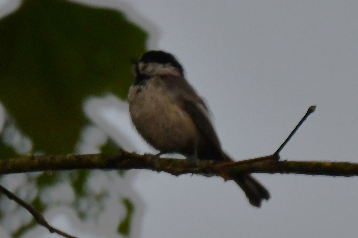 Carolina Chickadee - ML620321806