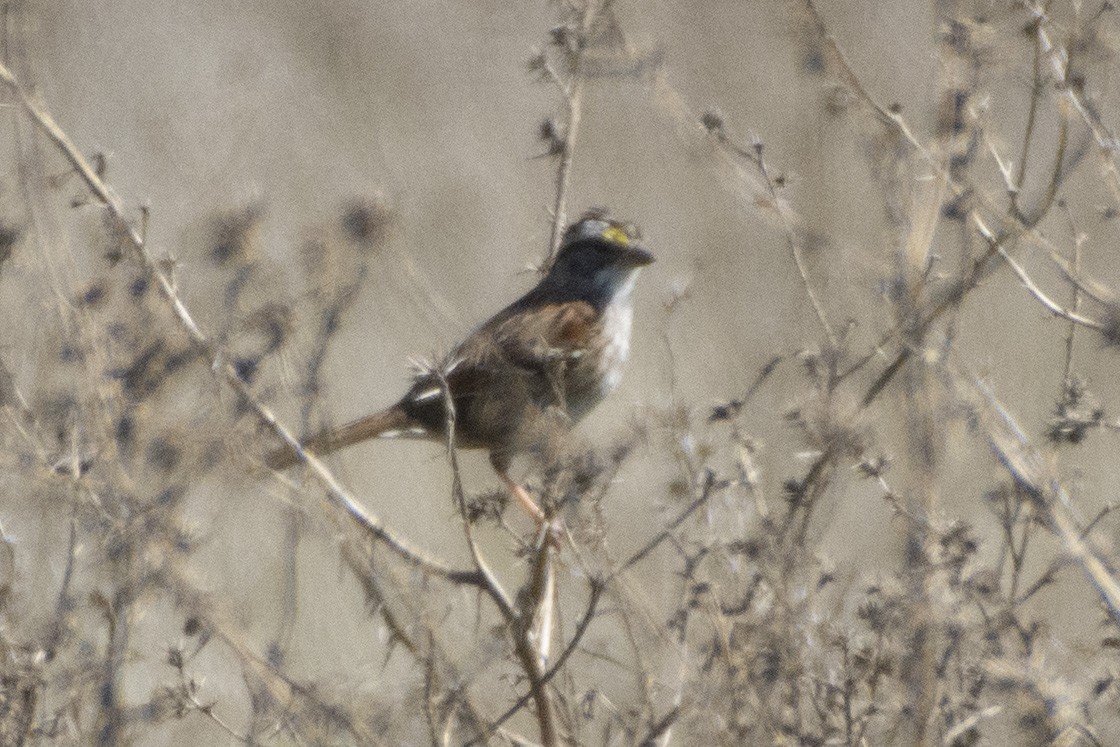 White-throated Sparrow - ML620321809