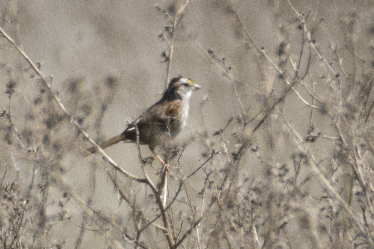 White-throated Sparrow - ML620321810