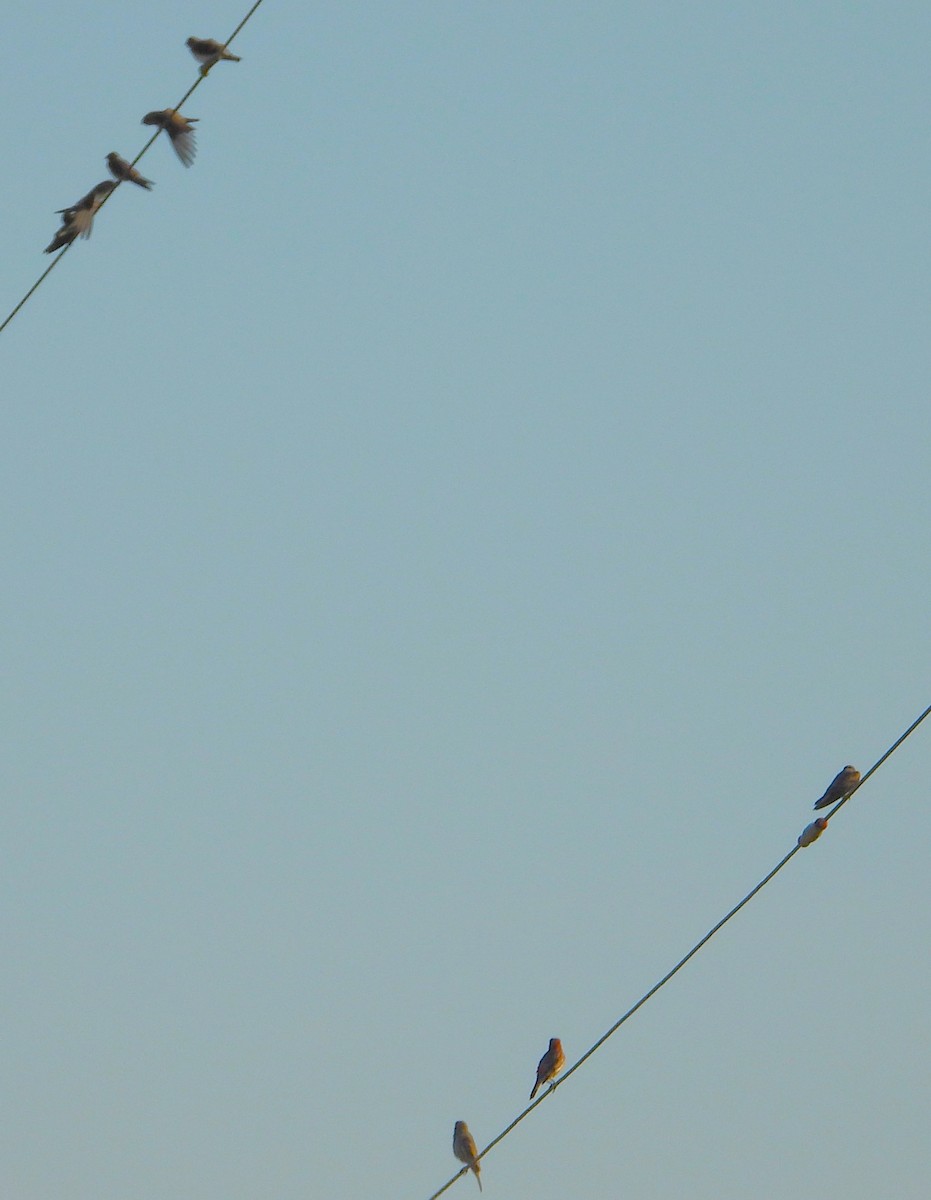 Cliff Swallow - ML620321816