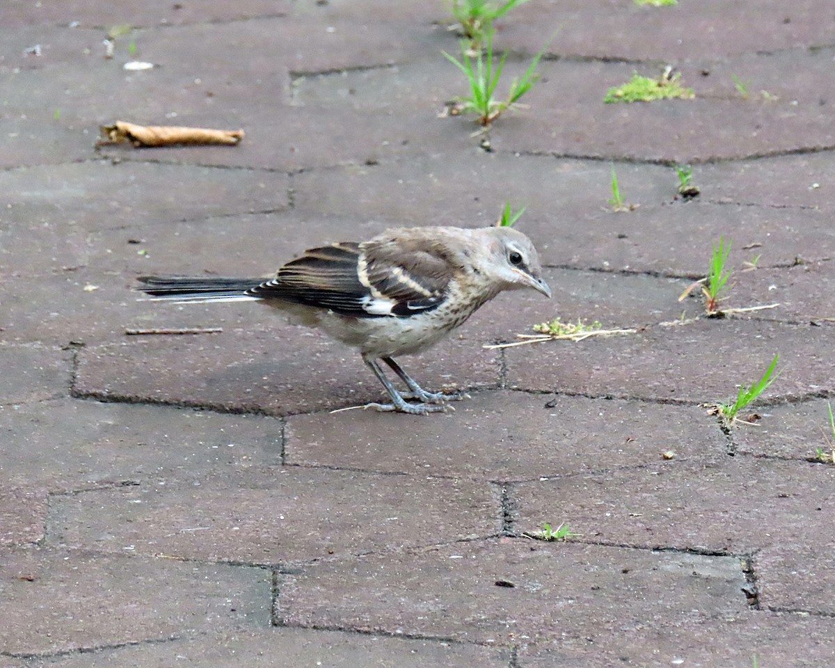 Northern Mockingbird - Andrea Evans