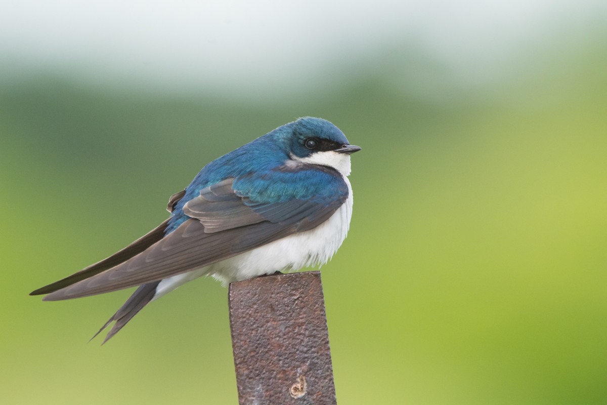 Barn Swallow - ML620321848