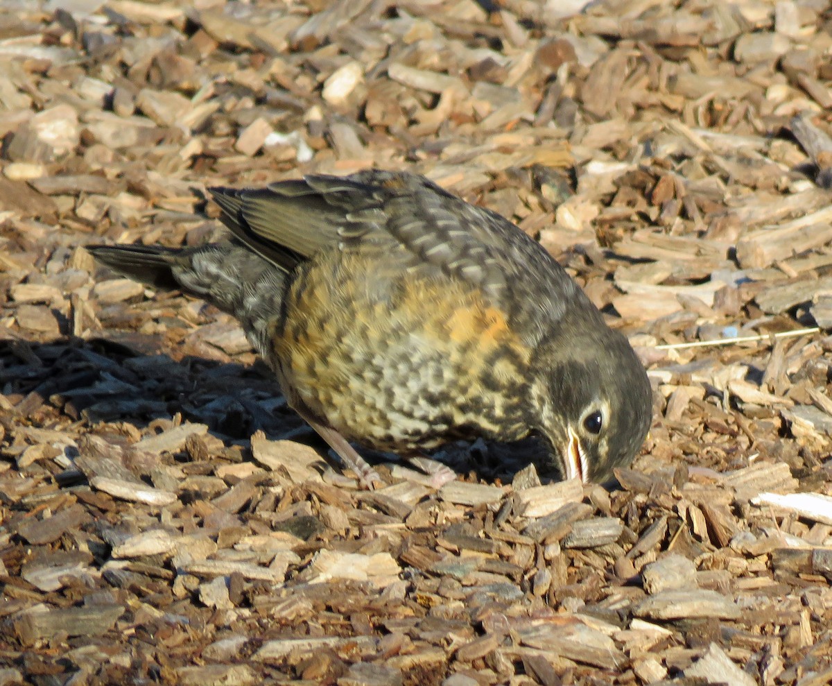 American Robin - ML620321856